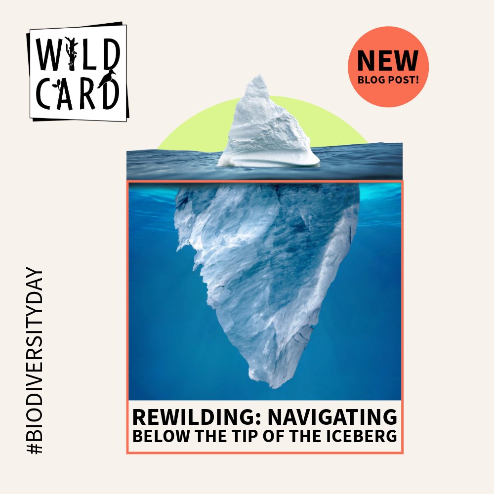 🤿 This #BiodiversityDay, join us for a dive under the surface to explore the deep complexities of #rewilding! 🌱In this new blog post, we explore different pathways to rewilding and how they build on various ideas of human-nature relationships ➡️wildcard-project.eu/rewilding-navi…