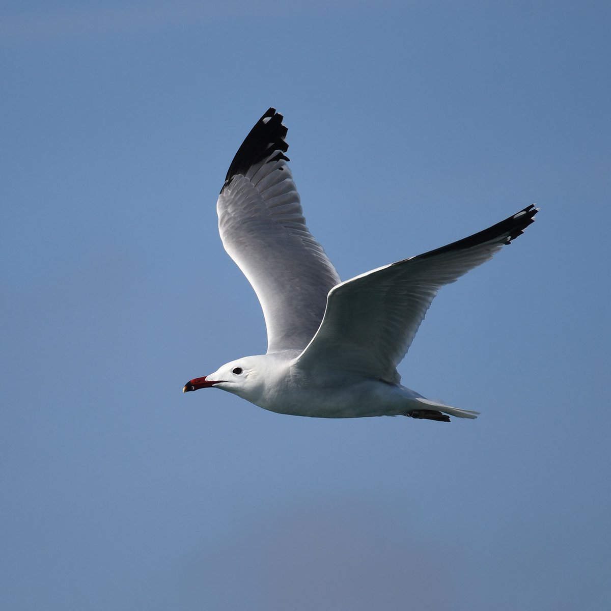 pelagicuscat's tweet photo. Crònica del #GlobalBigDay Seawatch L'Ampolla 2024 ja a la web https://t.co/UEOxlSBk2b @lampollaturisme @Balearia @SwarovskiOptik [Our #Globalbirding contribution chronicle for #GBD2024 now online &amp; links to @Team_eBird lists &amp; #tripreport] https://t.co/vr8eJyEhjk
