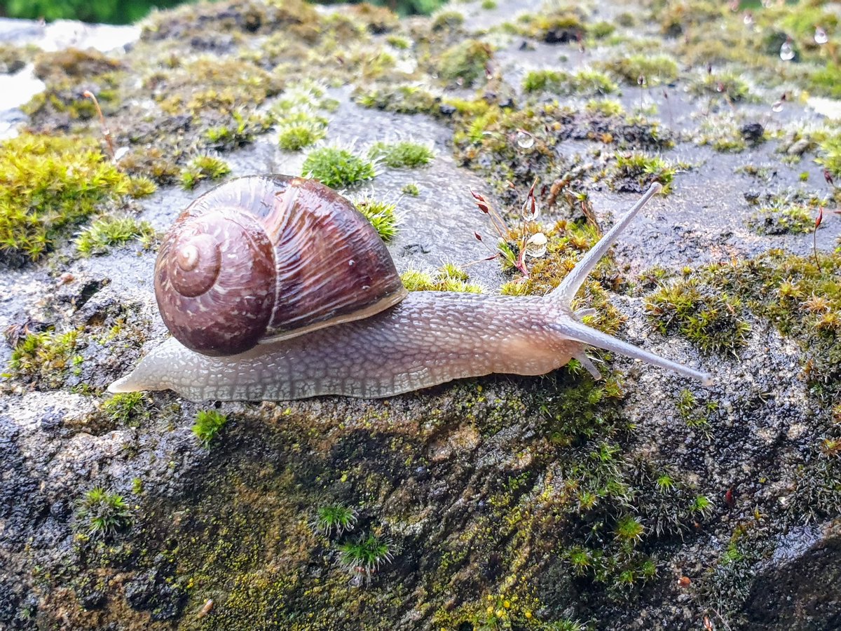 Speedy Gonzales. The fastest snail in all London! #cornuaspersum #gardensnails