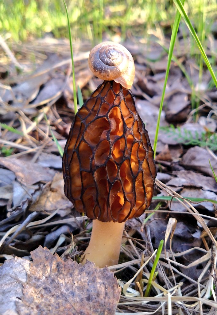 Маленькі грыбочак! 🍄
#mushrooms #mushroomlove