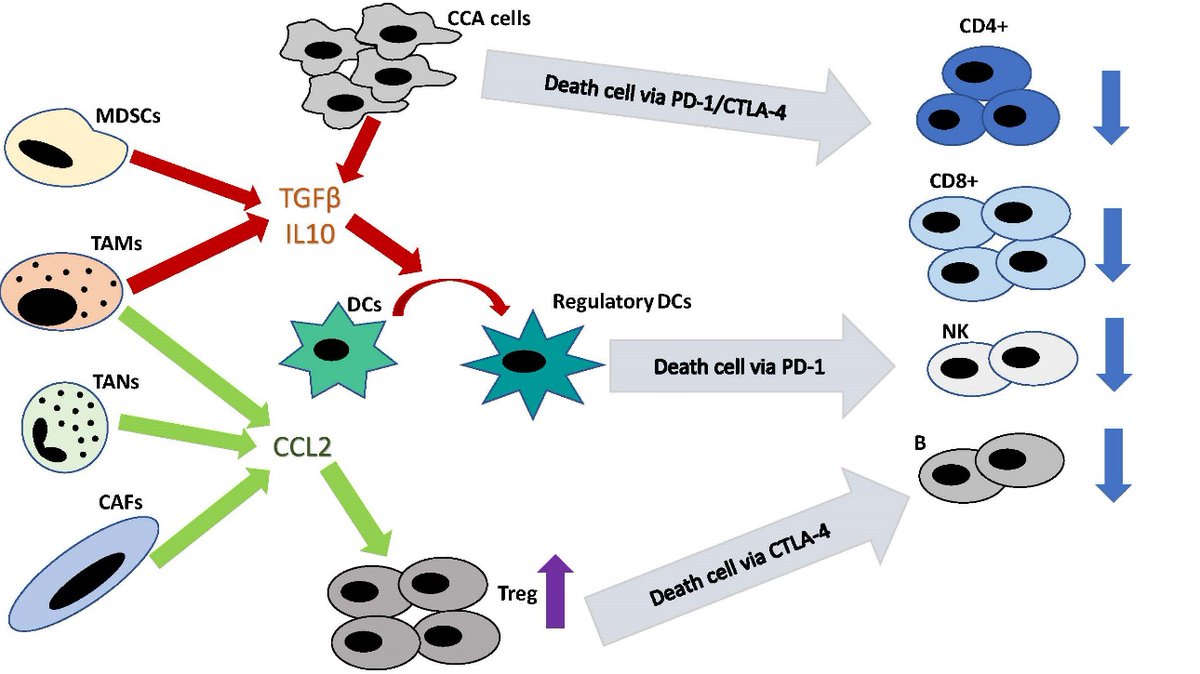 💥The role of #tumor #microenvironment in #cholangiocarcinoma 🙌Team: Hepatology and Emergency Digestive Endoscopy, Università Politecnica delle Marche. ✍️Read more: oaepublish.com/articles/2394-… 📋Tumor infiltrating lymphocytes 📋Dendritic cells 📋Cancer-associated fibroblasts