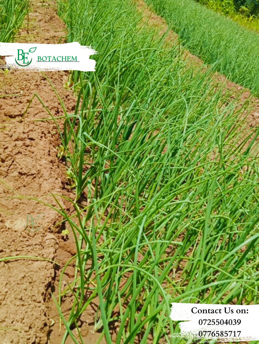botachem_ltd's tweet photo. Hello farm friends,  #limanabotachem #learnwithbotachem #farming #farmlife #agriculture #agriculturelife https://t.co/a1bPw0E9yG