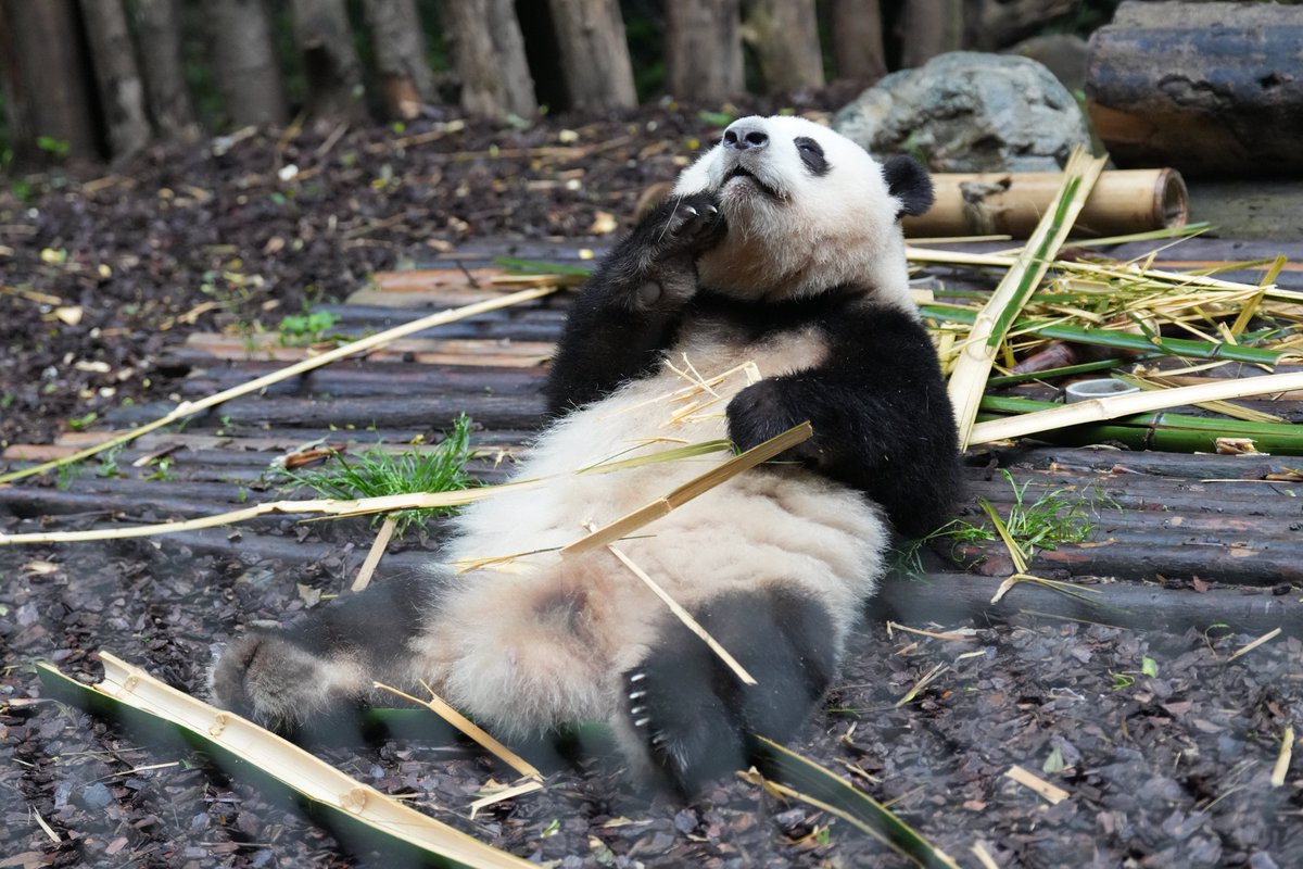食べながら寝ちゃいそうな和花ちゃん🌼ぬいぐるみですかーー？
2024年4月
#和花  #花花  #hehua 
#成都大熊猫繁育研究基地
#ジャイアントパンダ  #大熊猫 
#giantpandas