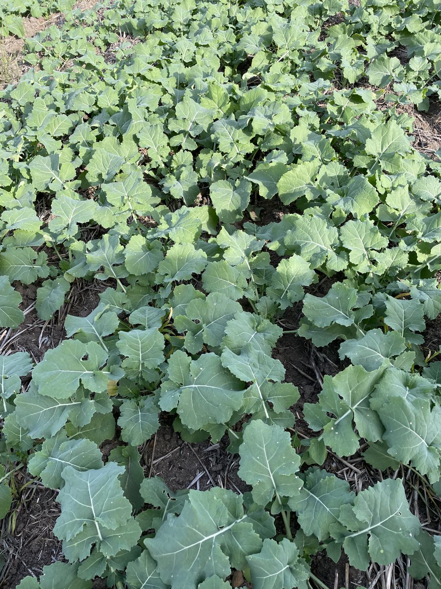 Jerome Hardie tweet media