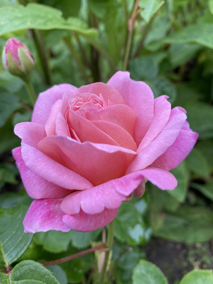 I might need to sneak in a second pic for  #Rosewednesday - Eustacia Vye popped her head out yesterday. She’s missed the best of the weather but hopefully not long until the ☀️ appears. 

#GardeningX #Roses #RoseADay #Roses24 #MyGarden #FlowerPhotography