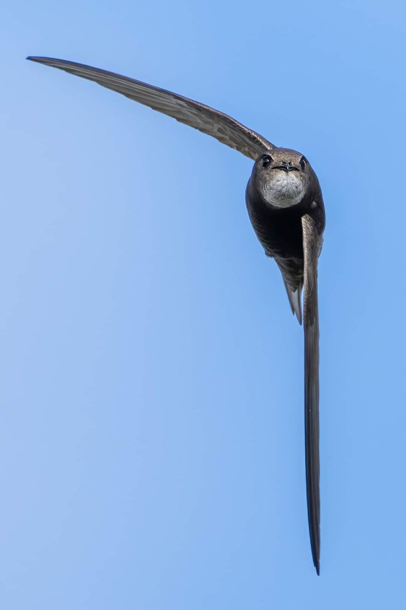 Now I have my first nesting swifts on my own home, I'm reflecting on all the work we've done for this species in this part of East Sussex in England. 
We won't relent.
Our work goes on.
Hastings &amp; Rother Swift Conservation Group 
East Sussex 19/05/2024
(Photo - Robert Booth)
