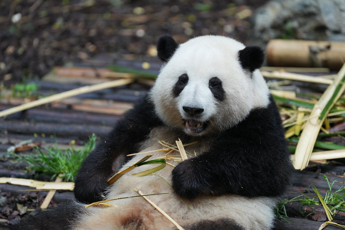 妹が寝てくれたのでゆっくり食事できる和花ちゃん🌱
2024年4月
#和花  #花花  #hehua 
#成都大熊猫繁育研究基地
#ジャイアントパンダ  #大熊猫 
#giantpandas