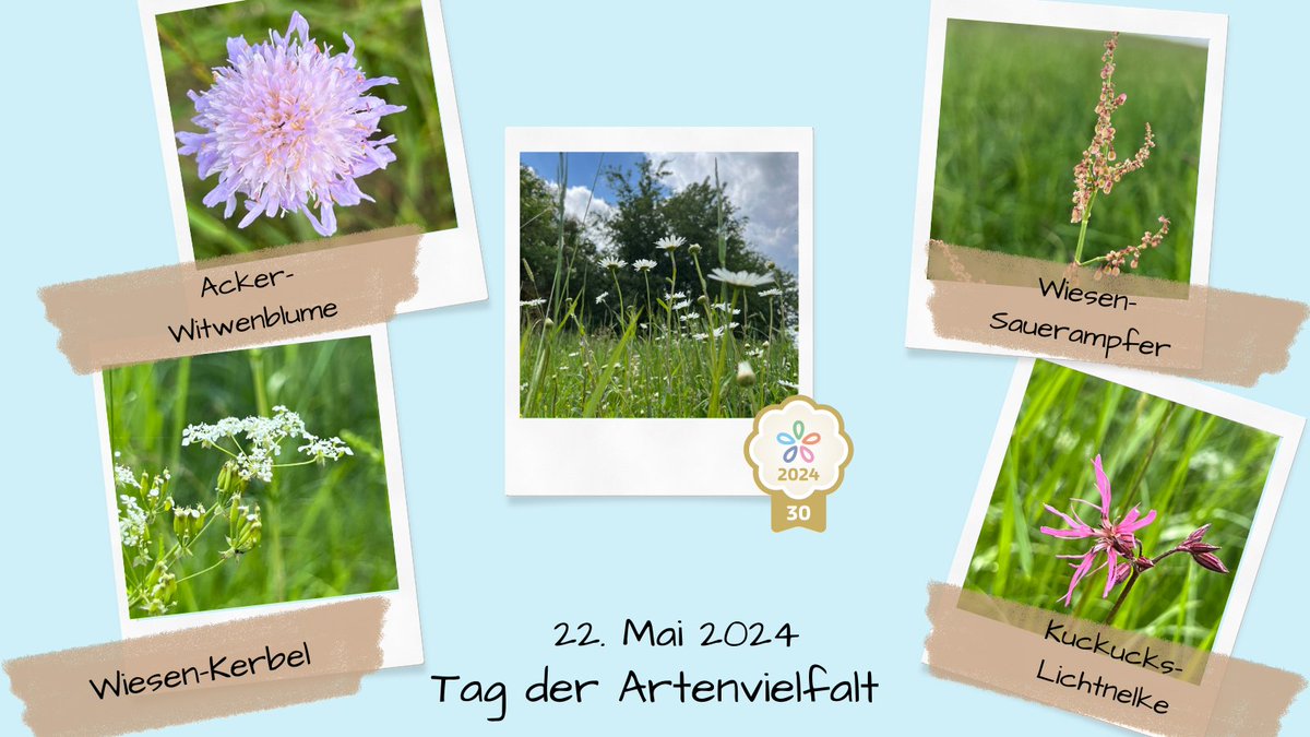 Heute ist #TagderArtenvielfalt und das bedeutet, Ihr könnt Euch ein neues Abzeichen verdienen! Bestimmt (heute) einfach verschiedenste Pflanzen - bei 10, 20 und 30 gefundenen Arten gibt es ein Abzeichen-Level! Viel Spaß!