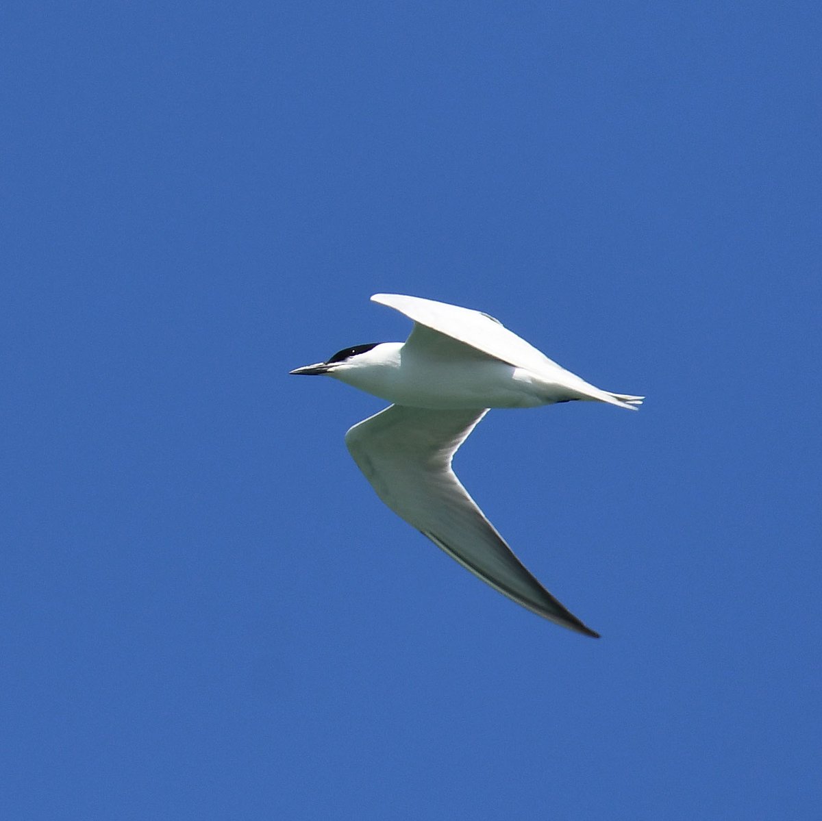 pelagicuscat's tweet photo. Finalment són 113 espècies d'ocells les vistes i incloses al trip report cooperatiu al #DeltadelEbre fet durant el #GlobalBigDay 2024 https://t.co/pT8296WO0m https://t.co/S5uHTNevXQ