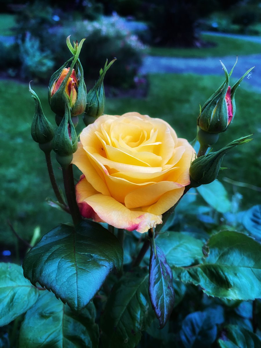 yellow rose 💛🌹

#happywednesdayeveryone #RoseADay #rosephotography #rose_love #yellowrose
