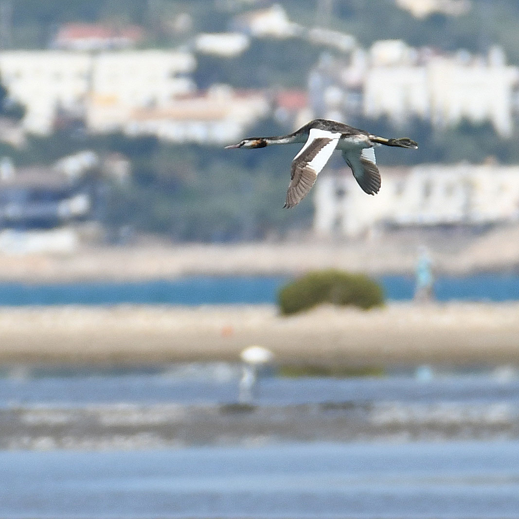 pelagicuscat's tweet photo. Finalment són 113 espècies d'ocells les vistes i incloses al trip report cooperatiu al #DeltadelEbre fet durant el #GlobalBigDay 2024 https://t.co/pT8296WO0m https://t.co/S5uHTNevXQ