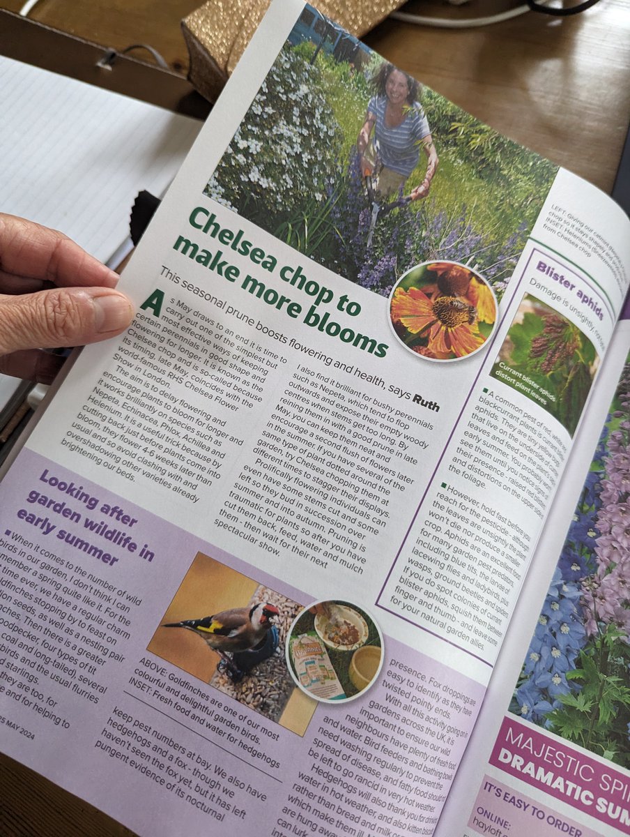 There's a strong #chelseaflowershow theme in the latest issue of Amateur Gardening, starting with the show's omnipresent irises on the cover. It's packed with great advice, ideas and inspiration, plus funky pansy &amp; easy-growing lettuce seeds. Get yours today! #gardeningtogether