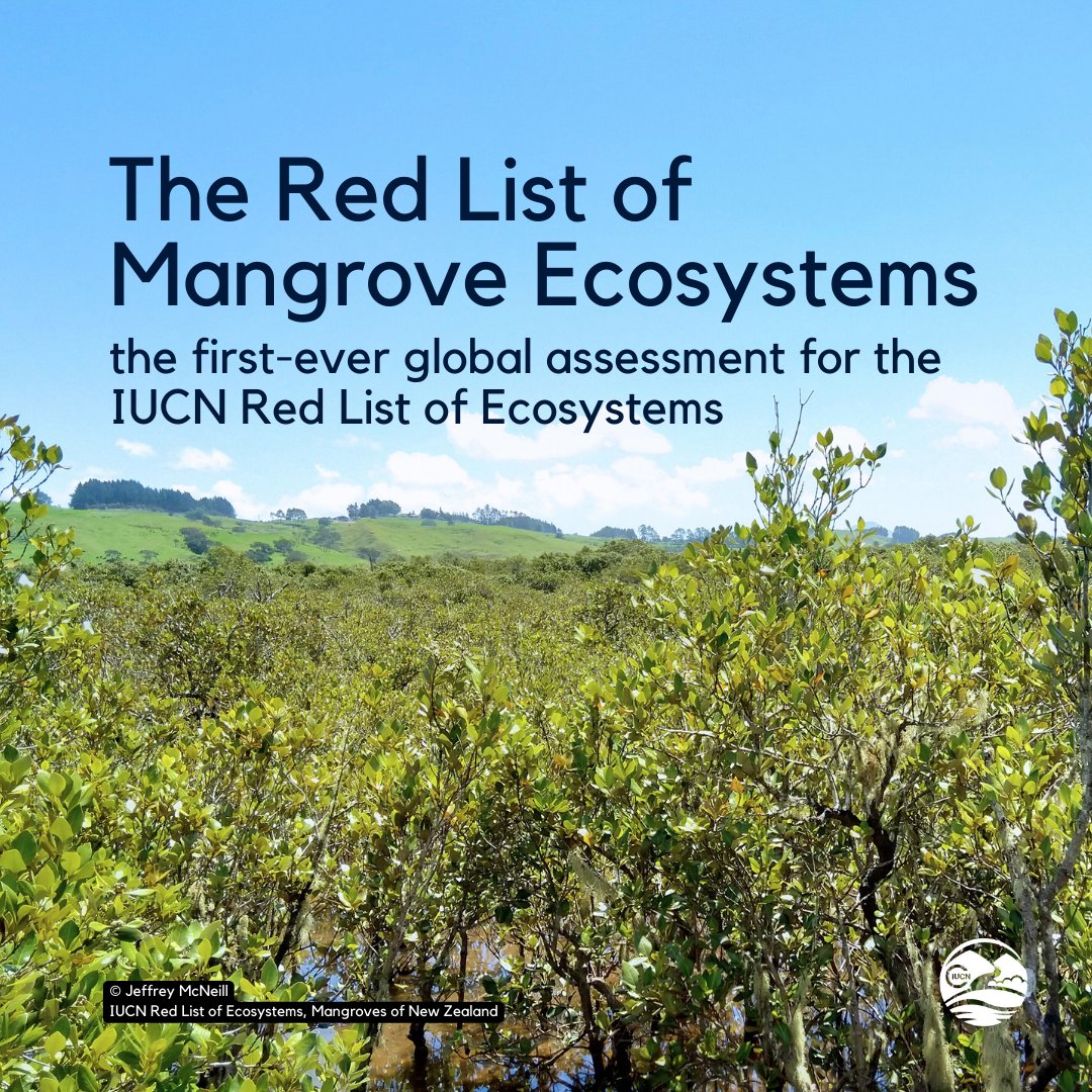 📢 NEWS: Today, on #InternationalDayforBiodiversity, the first global assessment from @redlisteco reveals over half of all mangrove ecosystems are at risk of collapse. 🌍The assessment helps to identify threats and ways to mitigate these risks. bit.ly/3wHiPS5