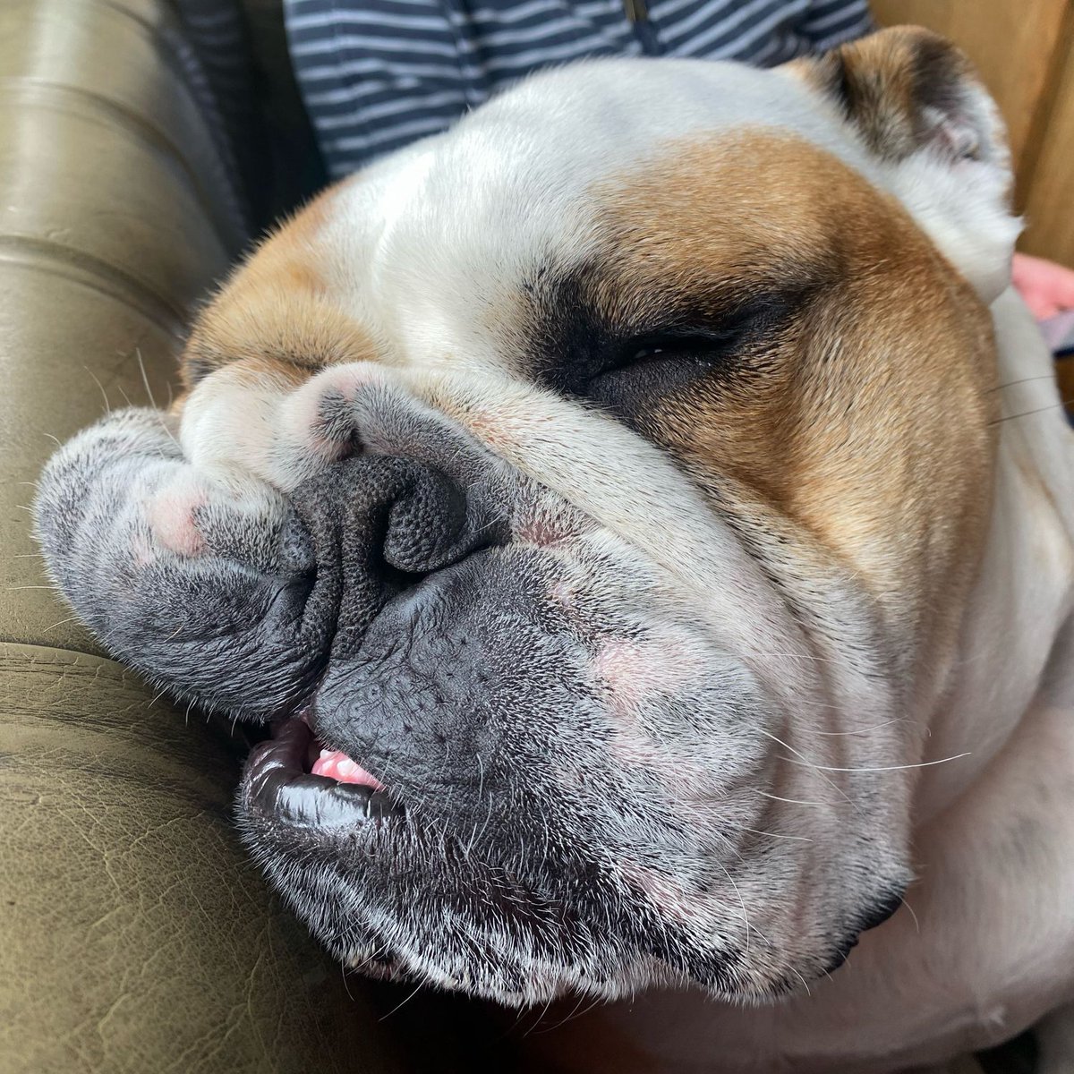 One trip to the pub too many on my weekend away, we’re back home now but I can’t keep my eyes open - just as well it’s #WontLookWednesday 👀 💤 🐶🐾❤️ Barney #BarneyTheBulldog #DogsOfTwitter #DogsOfX #DogsOfIG #DogsOfFacebook #Bulldog #EnglishBulldog #WLW #Wednesday