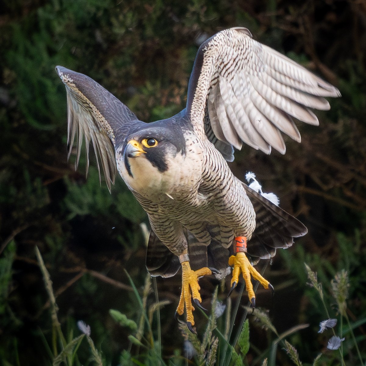 Peregrine Falcon, 2024 #isleofman 🇮🇲