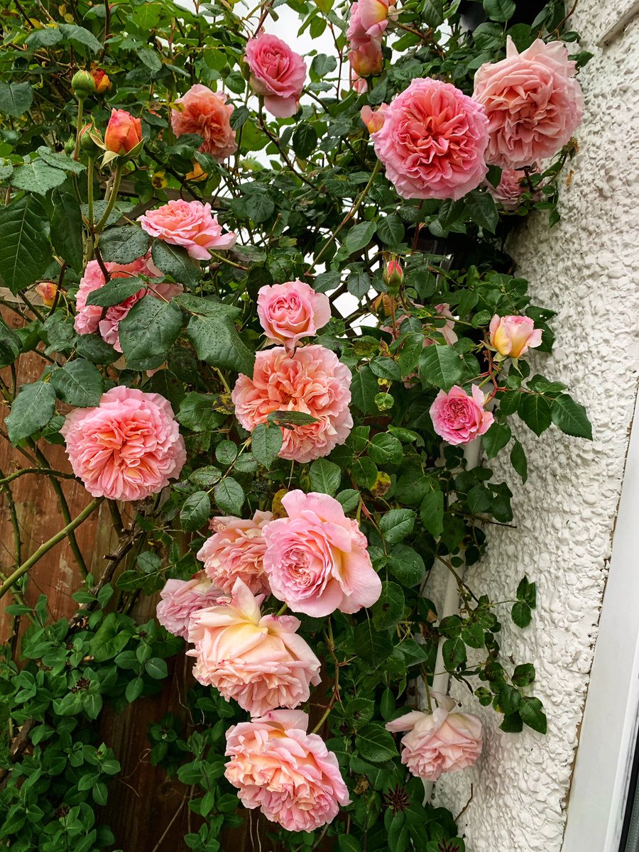 It’s Wednesday and it’s miserable out there! At least I’ve still got my amazing roses just outside my door to cheer me up! Have a lovely midweek 🫶🏼 #RoseWednesday #GardeningX #GardeningTwitter #RoseADay #DavidAustin
