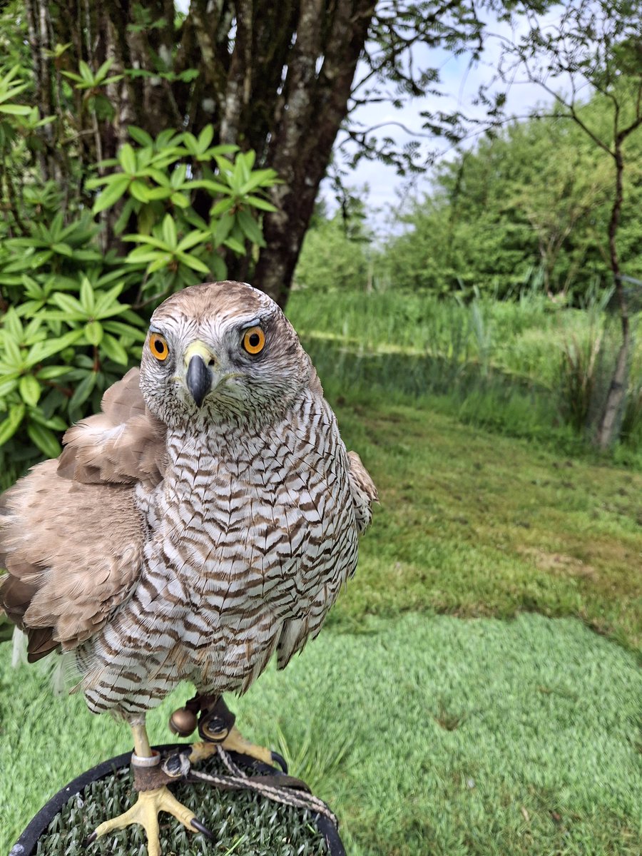 Buie the Goshawk busy watching the rabbits more than looking at the camera this morning.  #lochawe #lochawefalconry #falconrylochawe #goshawk