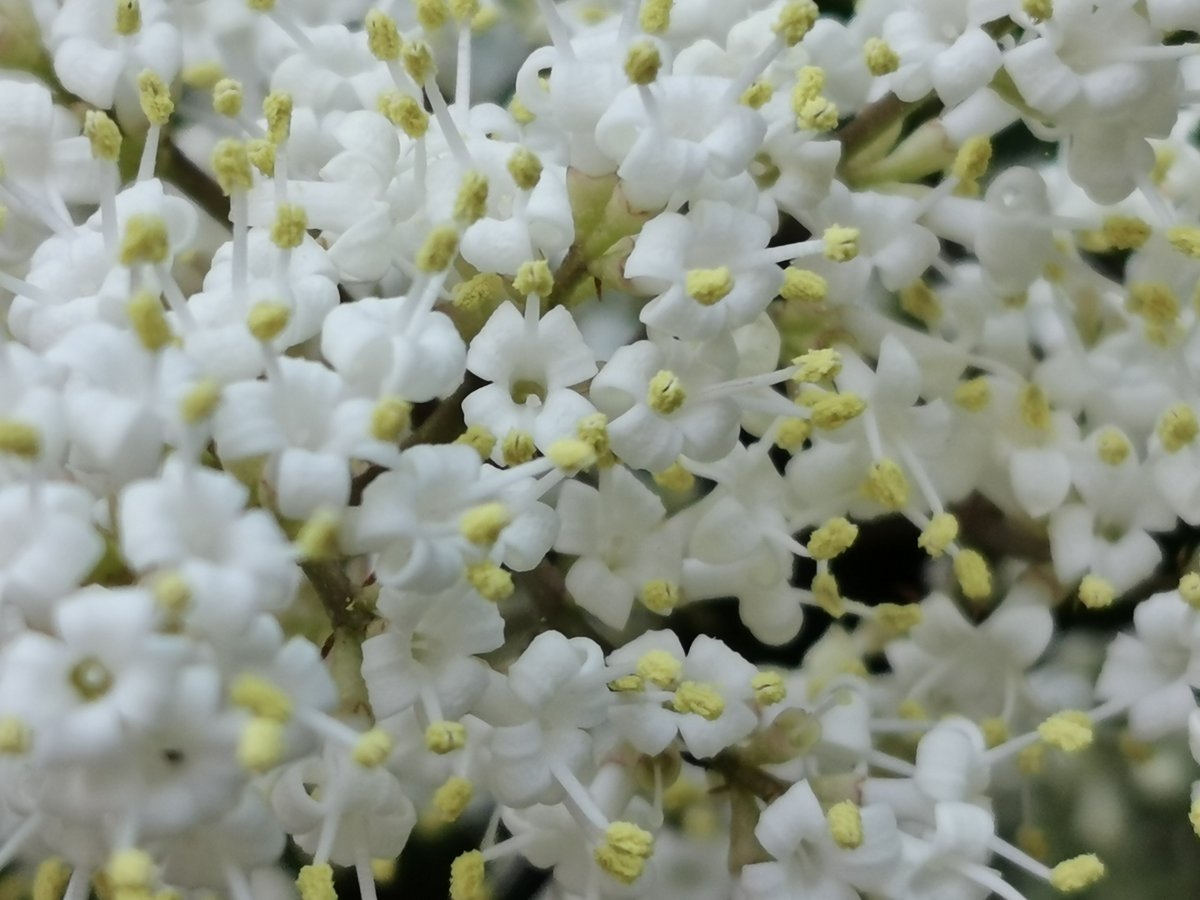 KatySnchez's tweet photo. Ligustrum japonicum- Aguilustrón #flores #plantas #naturaleza #setos https://t.co/U946EoZiuJ