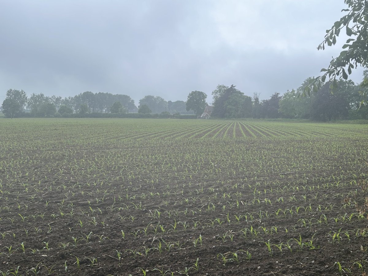Lovely warm rain. Grow my little beauties!