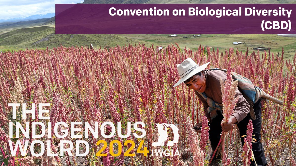 🌱 On the #internationaldayforbiologicaldiversity, IWGIA celebrates #IndigenousPeoples as key actors in maintaining ecological balance and conserving biodiversity and recognizes the importance of traditional knowledge and customary practices. Read more: bit.ly/3USmHJm