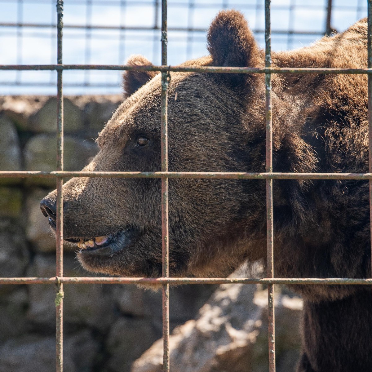 fourpawsAU's tweet photo. #Saddestbears We need to rescue bears in Slovenia ๐ป!
Four brown bears are currently suffering in Slovenia ๐ธ๐ฎ. We're urging authorities to take action!
It's time to give them a better life at our sanctuary.
๐พLearn more about our vital campaign >>>https://t.co/u1f9k8lJQh https://t.co/fFLLgOs9LU