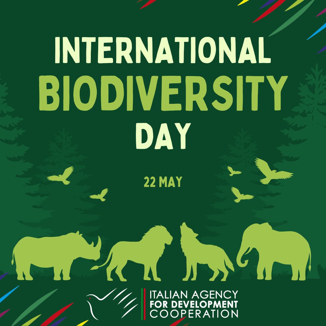Happy #BiodiversityDay🌱Did you know ⁉️ In Uganda, with an initiative financed by the EU🇪🇺 @aics_it contributes to the protection & restoration of forests by promoting sustainable nature-based agroforestry enterprises, ensuring that biodiversity is preserved and protected🌿