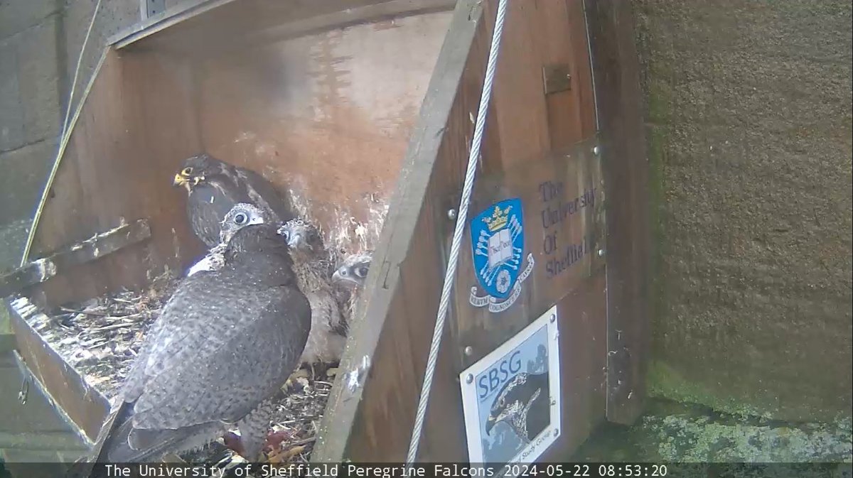This is officially in the 'Adorable Beyond Words' category: @SheffPeregrines