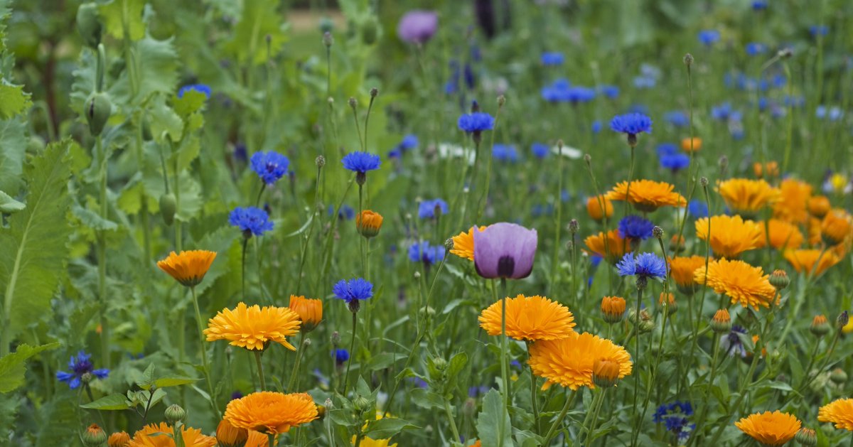 Did you know that there are over 250 species of bee in the UK?
Bees are facing threats such as pesticides, climate change, and habitat loss. You can make a difference by building a bee box or planting #BeeFriendly flowers to support these important pollinators🌱🌼🐝

🧵2/2