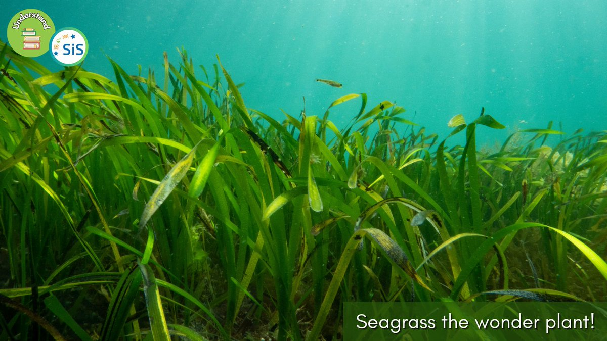 Did you know that there are flowering plants that live in the sea? The unique characteristics of seagrasses are vital for the health of our planet. 🌱 Read about it at scienceinschool.org/article/2024/s… #ScienceInSchool #EIROforum #seagrass #biology #sustainability #environmental