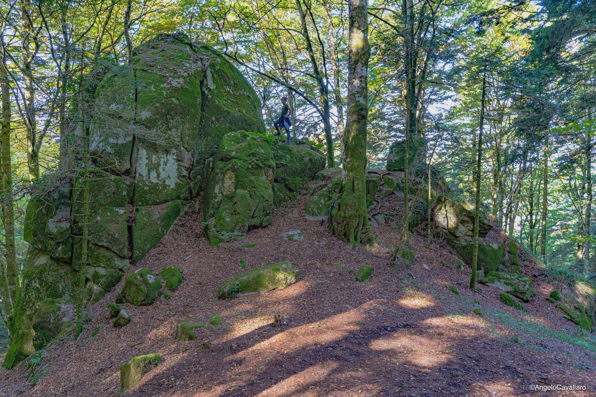 Le grandi pietre dell'Archiforo, il bosco più bello del mondo ❣️. 📍Serra San Bruno - Parco Naturale delle Serre. #22Maggio #Calabria #WildNature
