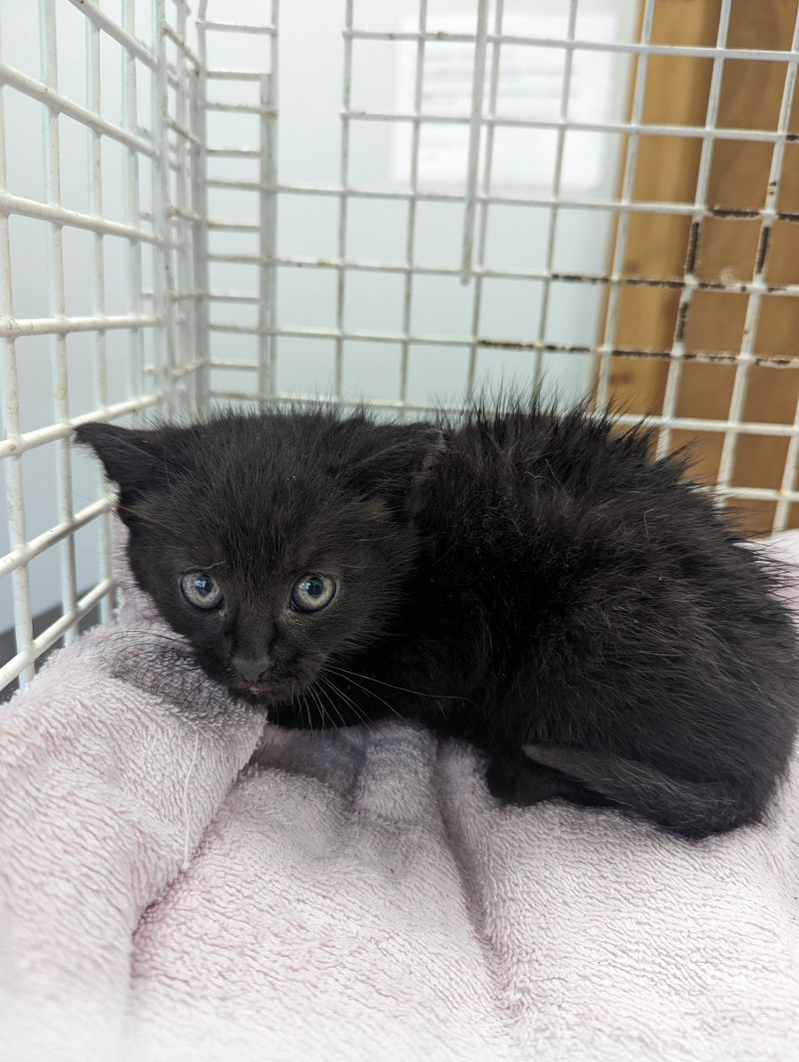 We've been working hard trying to catch a number of cats who were left behind after their owners moved house. When we thought we had caught them all we realised that the last cat had had a litter of kittens! All safe & in the care of the @rspcacathub @RSPCA_official (52)