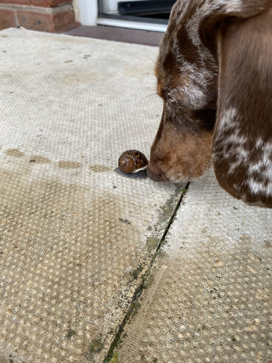 Sausage Neil tweet media