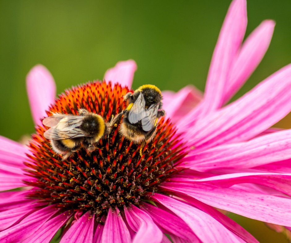 Climate change is the biggest threat to pollinators.🐝🦋🐦 Pollinators are essential for biodiversity, crop yields and food security, but 40% of invertebrates and 16% of vertebrates are facing extinction. How can we preserve them? ow.ly/3oFx50RIPxp #BiodiversityDay