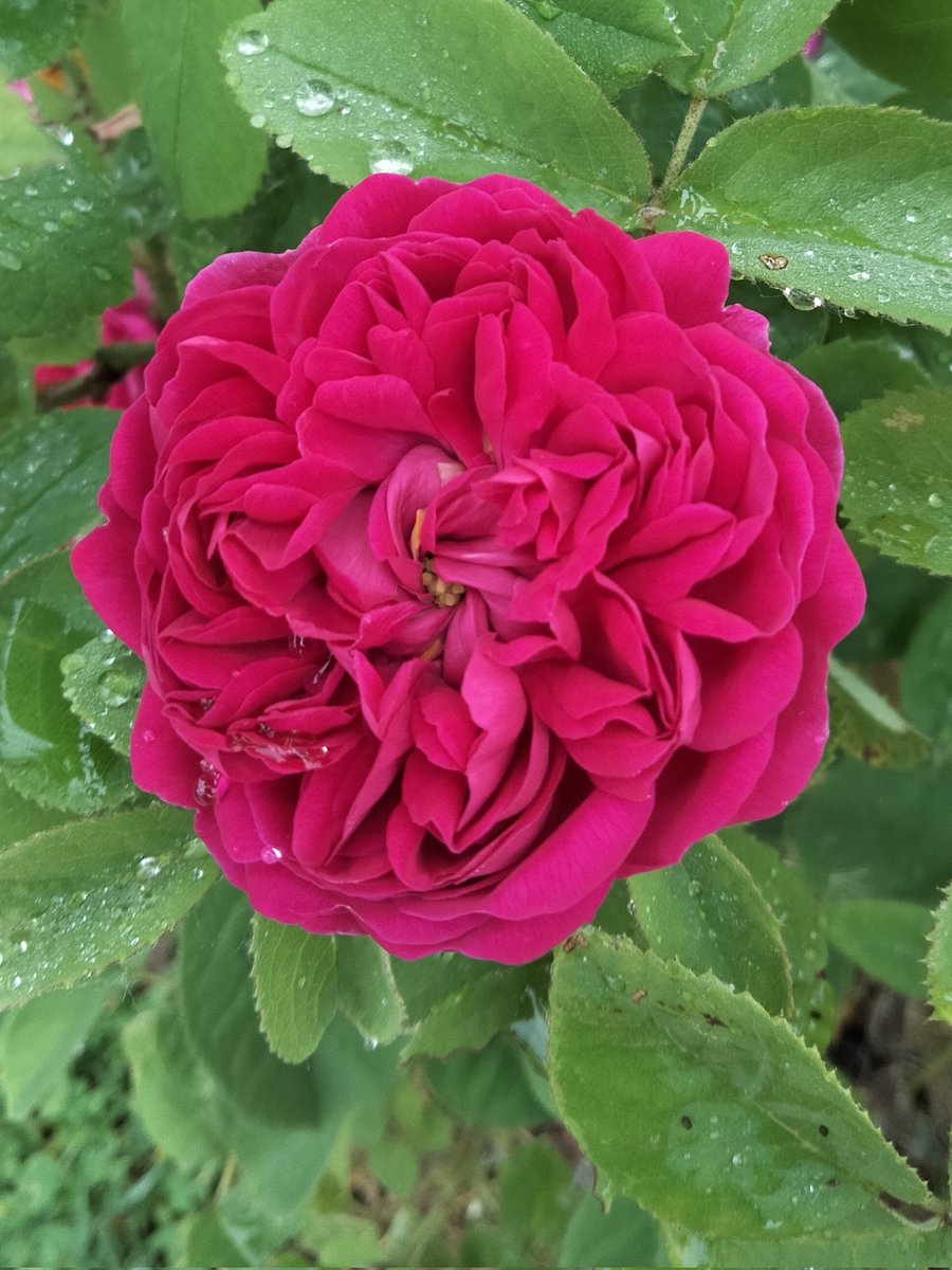 Faisant fi de la pluie,  les roses continuent de s'épanouir pour embellir nos jardins 🌿🌹🌿 Belle journée à toutes et tous 🌿🌹🌿#RoseWednesday #FlowersOnX #MyGarden #RoseADay  #Ligue_des_Optimistes