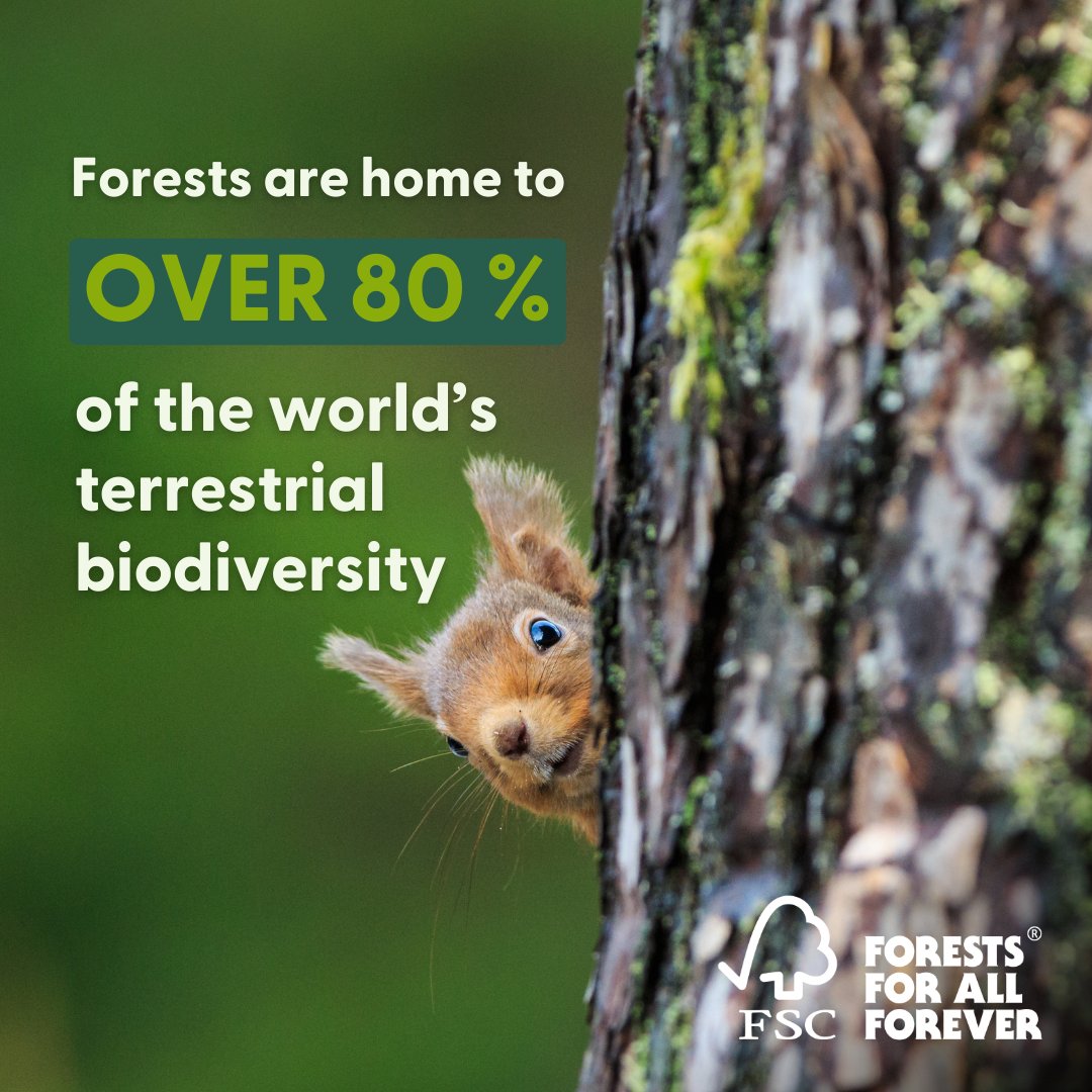 Did you know that responsible forestry is a fundamental tool to tackle biodiversity loss? Find out how FSC's forestry standards help to protect biodiversity: uk.fsc.org/impact/forests… #BiodiversityDay #ForNature