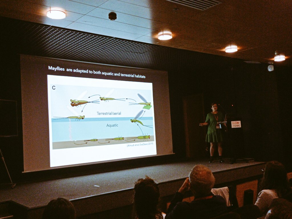 @metazomics @CSIC @Rosamygale @erga_biodiv @IsabelAlmudi's enlightening talk about 'New organs to promote insect diversity'🧬🪰 has just started! 🌟 #BiodIBErsityDay2024