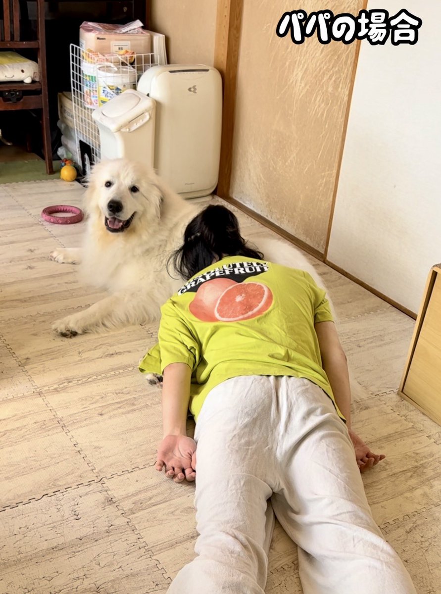 こうなっちゃうよねw

超大型犬を欲望のまま貪り食らう親子　#greatpyrenees #グレートピレニーズ #大型犬
youtube.com/shorts/geWeAhe…