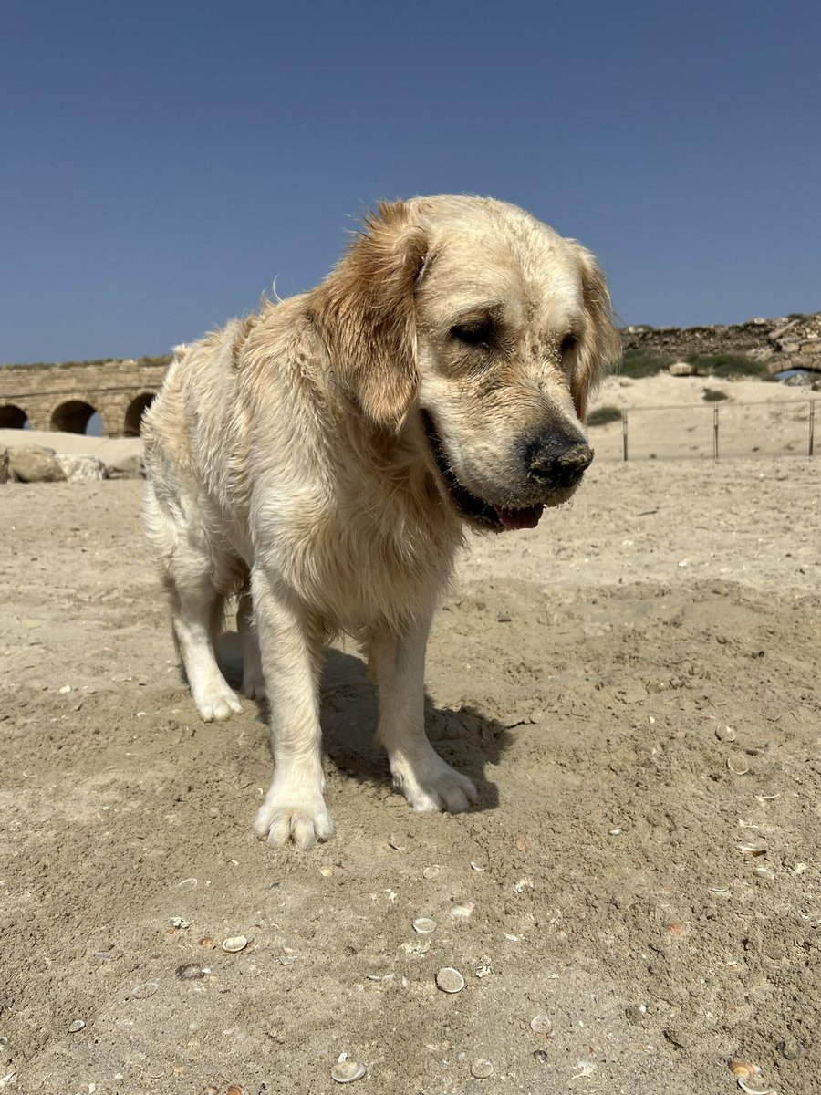 It’s a FUN #WontLookWednesday this week! I am full of sand and refuse to look at the camera. Happy Wednesday pals! 💙🐾Finn #FinnStuff #DogsofX #goldenretriever