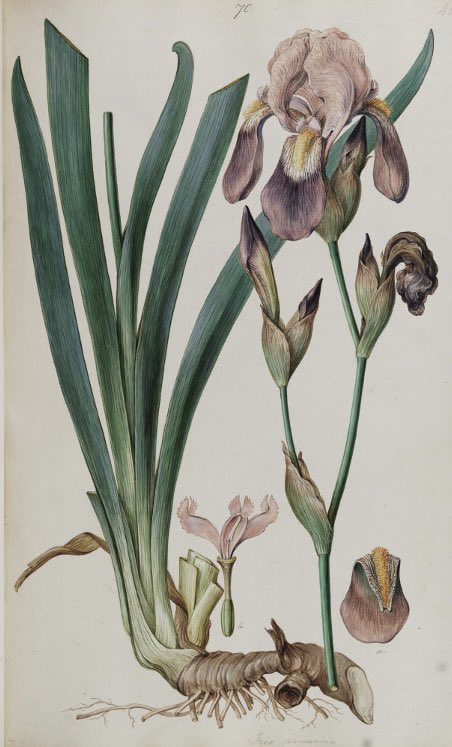 Iris Germanicus 1847 #FerdinandBauer