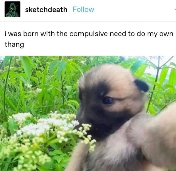 caninepoetry_'s tweet photo. https://t.co/kSHm8TBKnQ