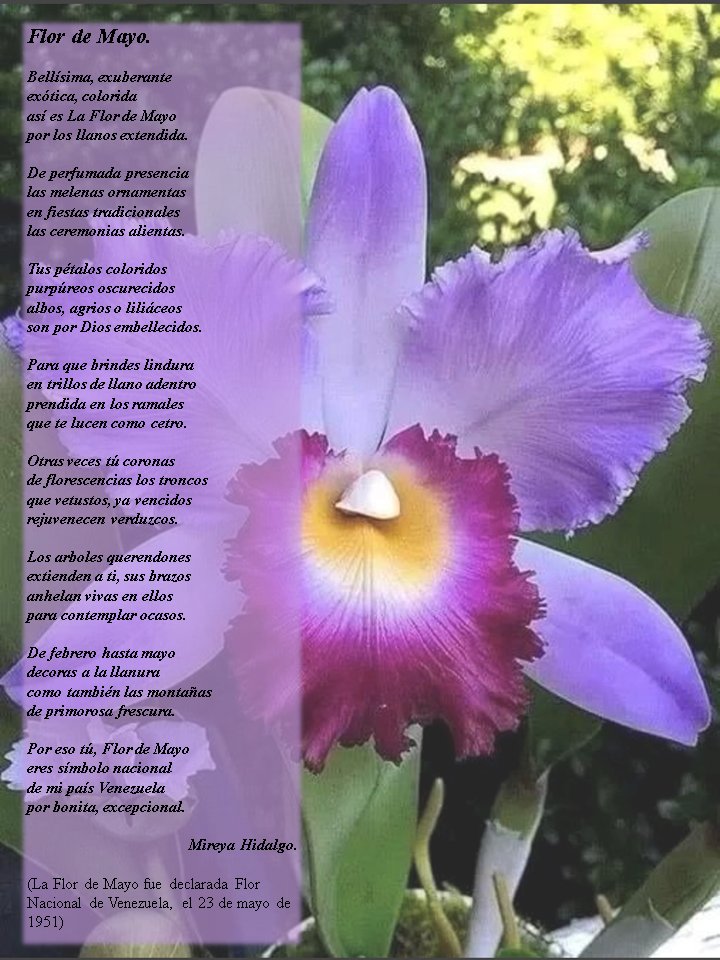 mireyaremanso's tweet photo. Buenos días. En mayo mes de las flores en Venezuela 🌹🇻🇪🌹. Con el siguiente poema, le rindo homenaje a nuestra Flor Nacional, La Orquídea o "Flor de Mayo".
#poems
#Happydayeveryone
#poetry
#prettyflower
#Orquídea
#Venezuela https://t.co/lA0If1F67B