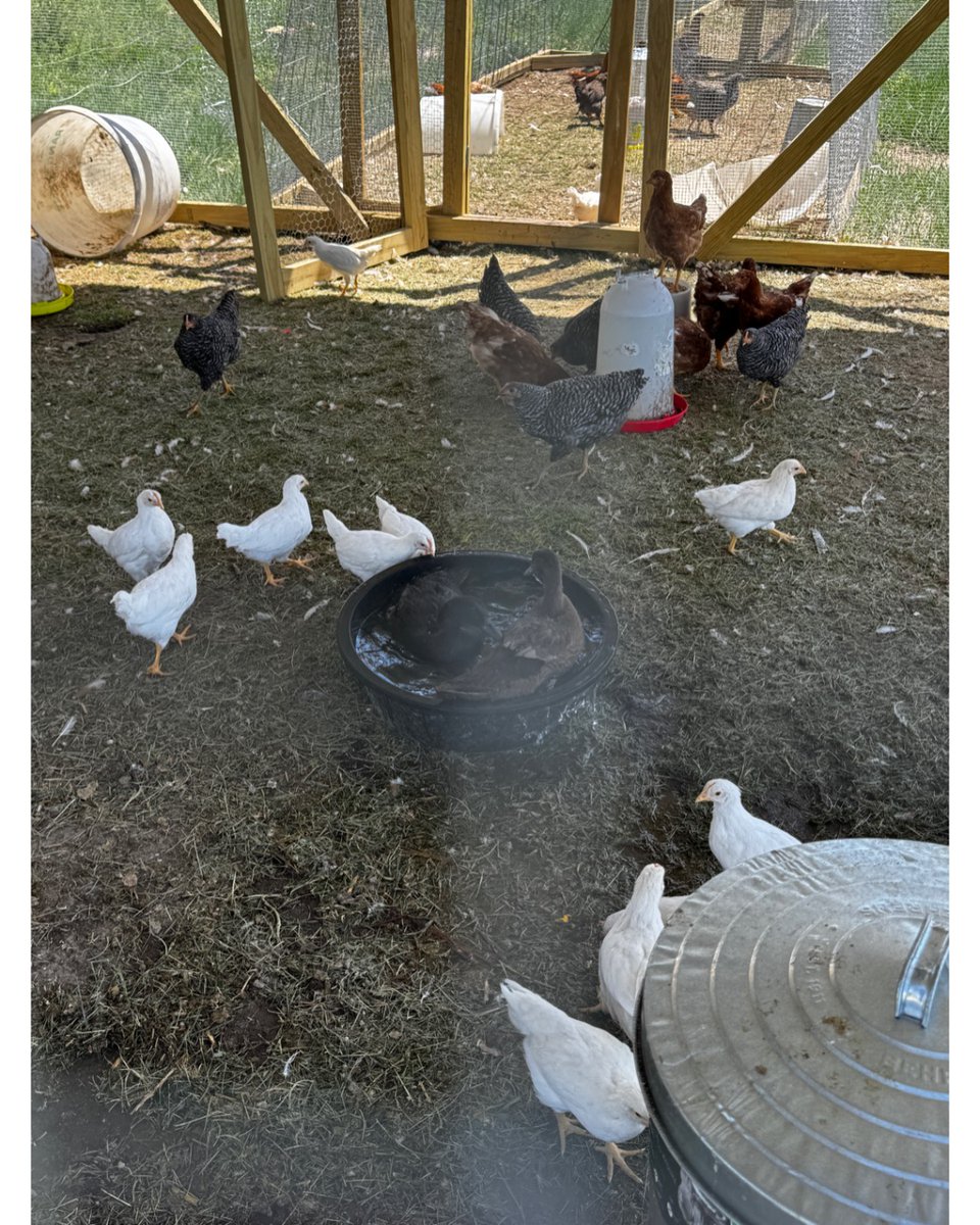 FemaleRancher's tweet photo. More chickens and a bad dog lol #BadDogBehavior #TroubleMakerDoggo #MischievousPup #PranksterPooch #NaughtyDogAntics #CrazyCanineChronicles #RebelliousRover #HilariousHoundHijinks #SneakyPaws #MischiefMakerMax #UnleashTheChaos #DaringDoggyDeeds #PawsAndChaos https://t.co/O3xXhPiceU