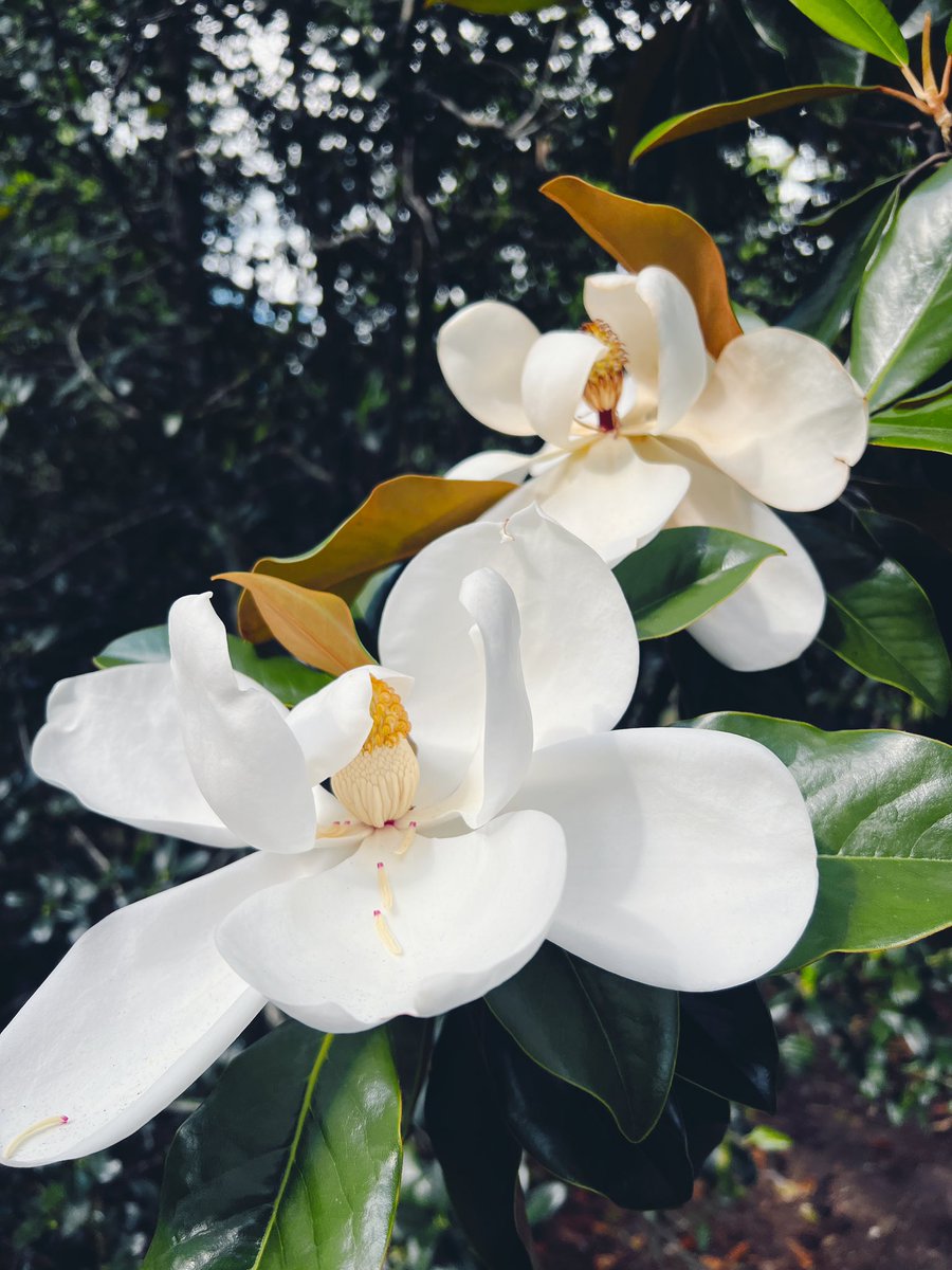 Morning walk with the magnolias