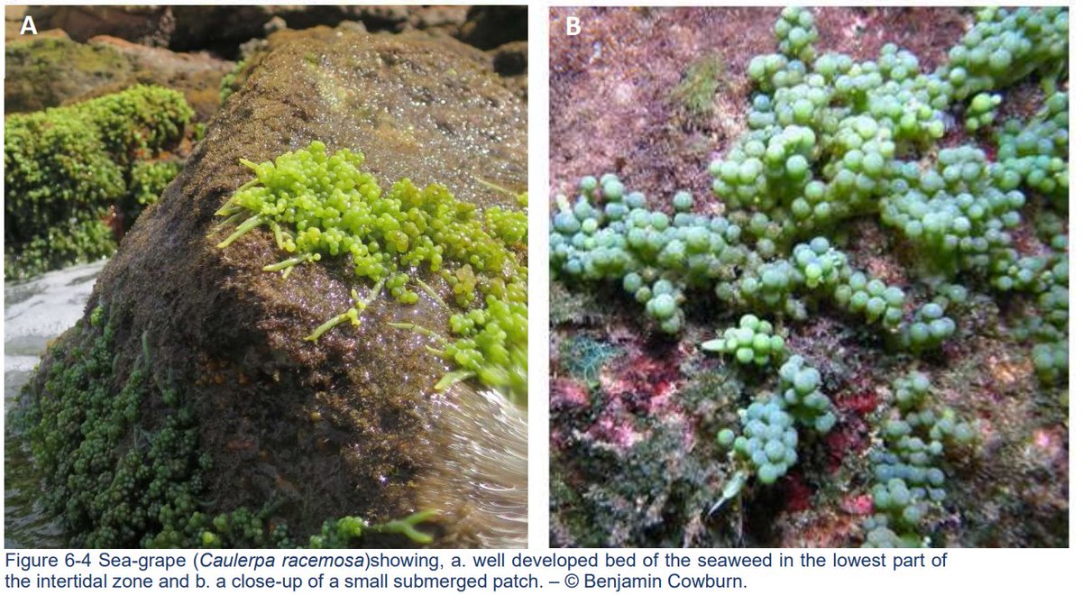 We’ve developed a new AI tool to help <a href="/sthelenampa/">St Helena MPA</a> detect the invasive sea grapes seaweed. 

This cutting edge tool allows us to rapidly detect sea grapes cover and see how this species is spreading and interacting with native marine life #INNSweek #BiodiversityDay <a href="/InvasiveSp/">Invasive Species Week</a>