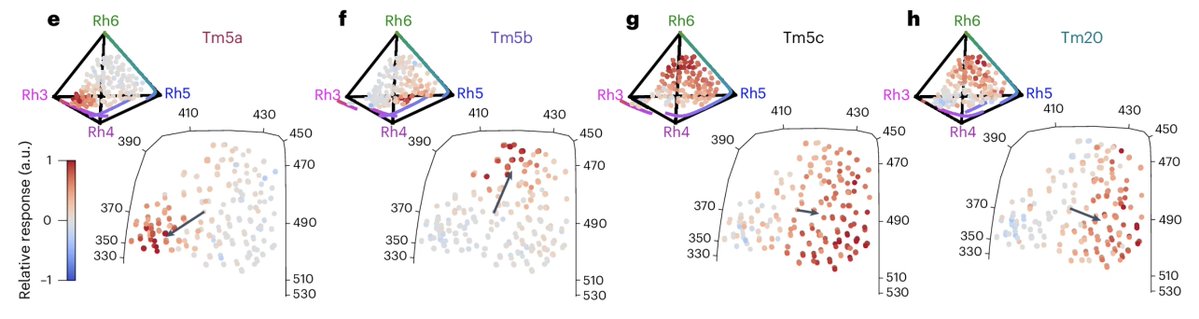 Our latest paper is now out at @NatureNeuro! 🌈We discovered hue-selective neurons in the fruit fly brain. We combined genetic methods with modeling to reveal that recurrent connections play a critical role. rdcu.be/dH6N7