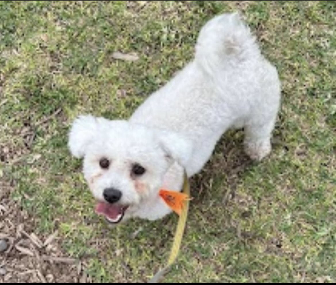ticnt_'s tweet photo. Su dueña tiene cáncer en fases finales, le pidió a su familia que cuide a su mascota pero la dejan sola todo el día  y solo le llevan comida.

Su última voluntad es que pequeñita consiga un nuevo hogar:(

Año y medio, muy amorosa 
933704753 https://t.co/LAAwbgaXCe
