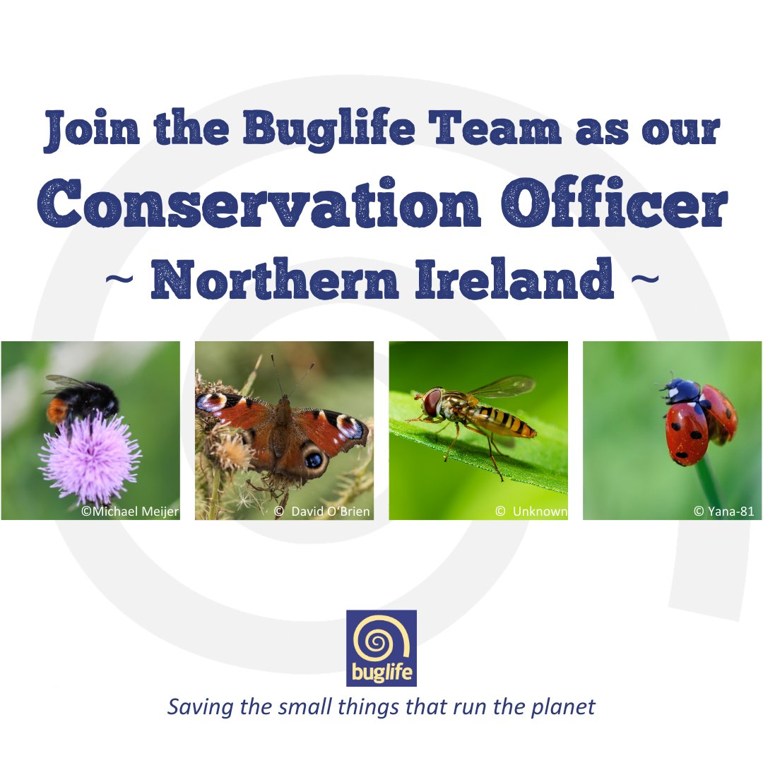🌟Join the Buglife team!🌟

😍Passionate about protecting the small creatures that play a big role in our ecosystems? 

We have an exciting opportunity for you to help some of #NorthernIreland’s most threatened #invertebrates survive & thrive!

buglife.org.uk/job/conservati…

#BuglifeNI
