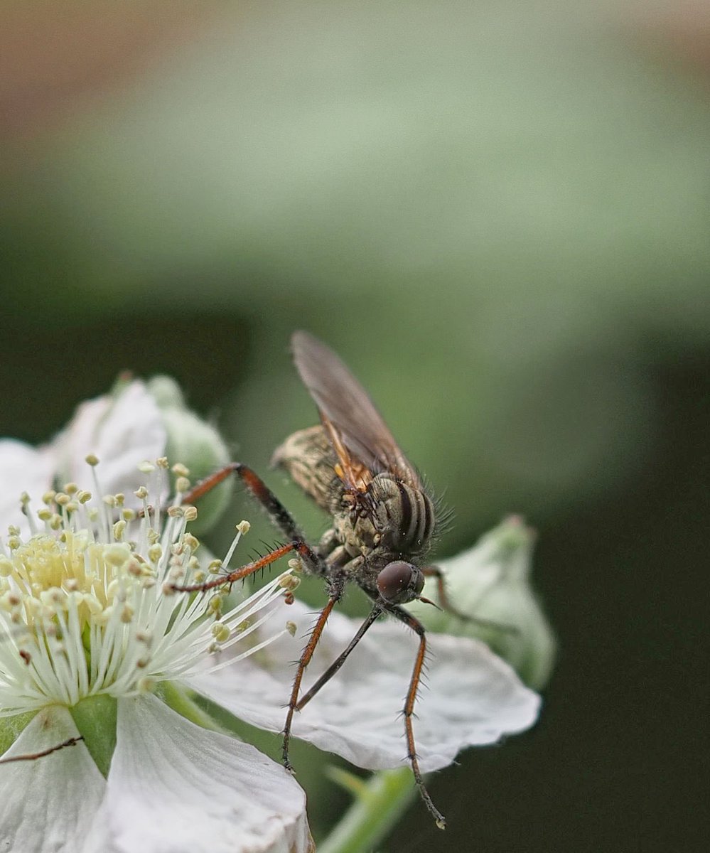 Amazing fly on a Bramble flower. Possibly Empis tessellata or similar, a species of dance fly? #WildWebsWednesday