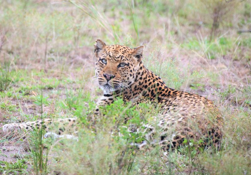 Action for Earth (@actionforearth) on Twitter photo Action to oppose the mass killing of Leopards in Africa by trophy hunters. act.biologicaldiversity.org/-gIGvEmwx0Obn9… <a href="/CenterForBioDiv/">Center for Biological Diversity</a> Action to oppose the mass killing of Leopards in Africa by trophy hunters. act.biologicaldiversity.org/-gIGvEmwx0Obn9… <a href="/CenterForBioDiv/">Center for Biological Diversity</a>