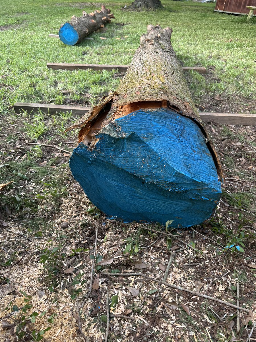 Recovering a beautiful Cypress log from the Houston Storm.  Applying anchorseal to reduce checking.